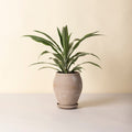Delphi Ø22 Tall Planter & Saucer