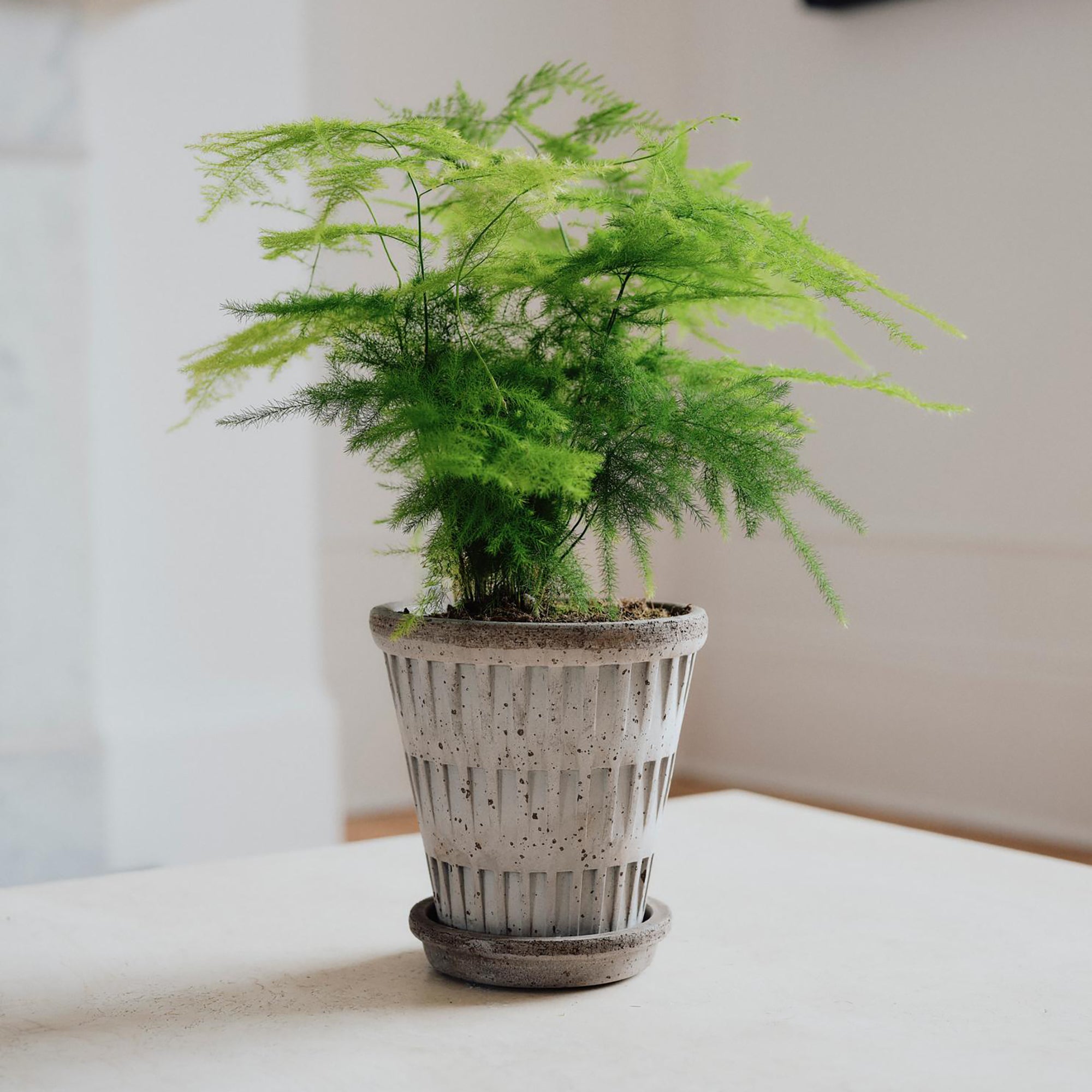 Pantheon Ø14 Planter & Saucer