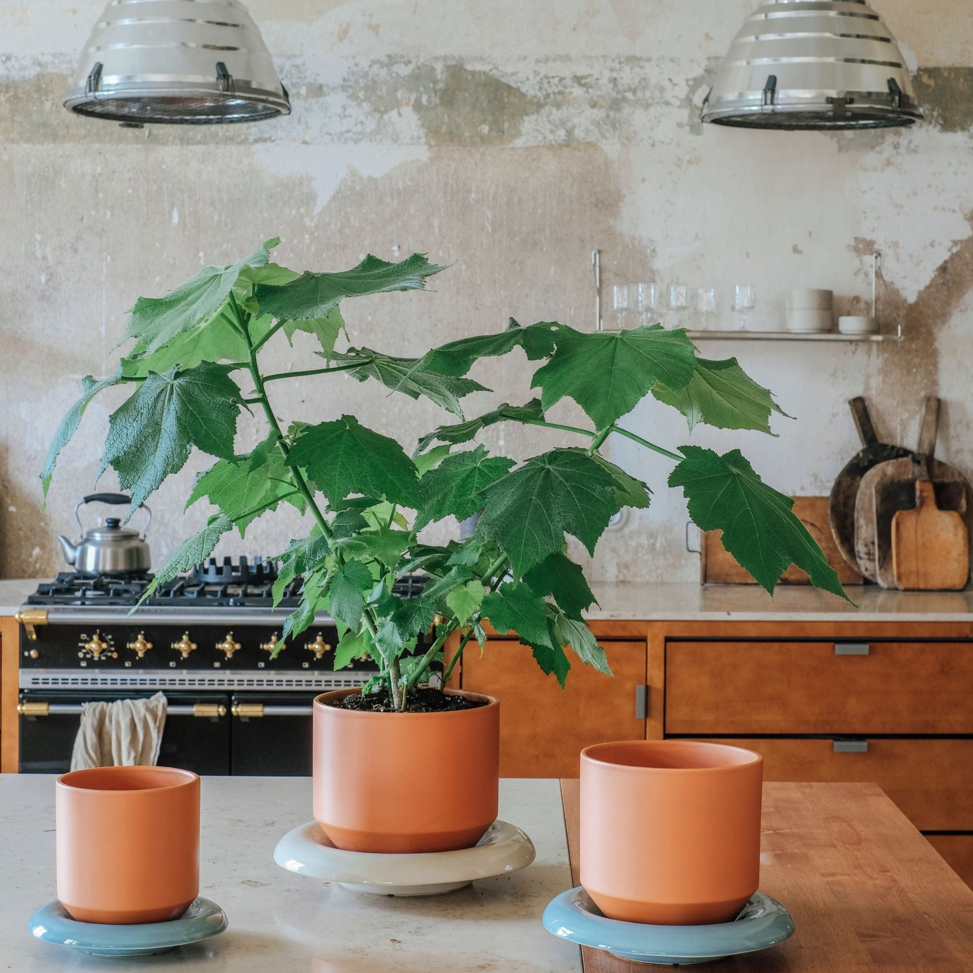 Lily Ø14 Planter